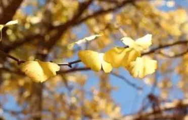 有没有一些好听又流行的网络歌曲啊？