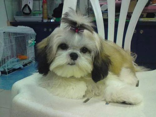 中国十大名犬都是什么？