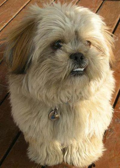 中国十大名犬都是什么？