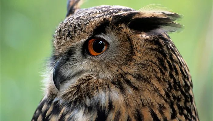 猫头鹰的生活习性 猫头鹰的生活习性有哪些