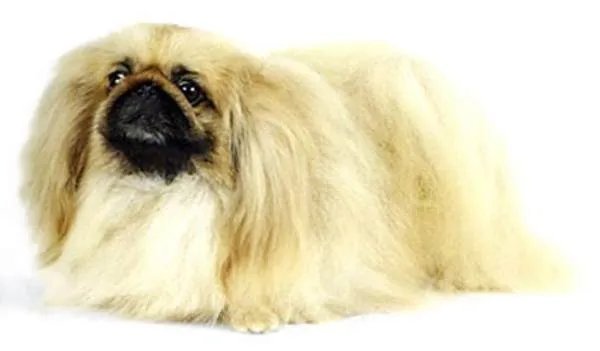 中国十大名犬都是什么？