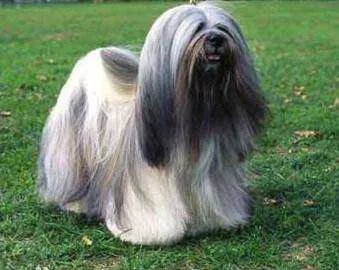 中国十大名犬都是什么？