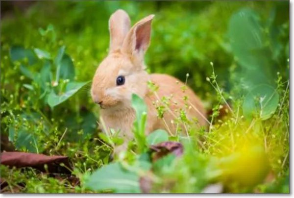 兔子的尾巴有什么作用？