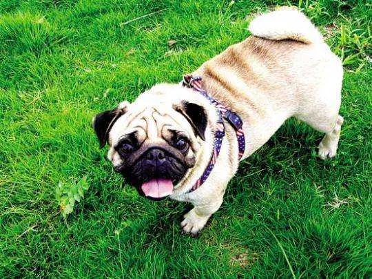 中国十大名犬都是什么？