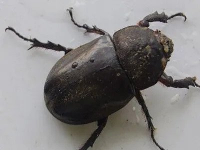 金龟子的寿命有多长？