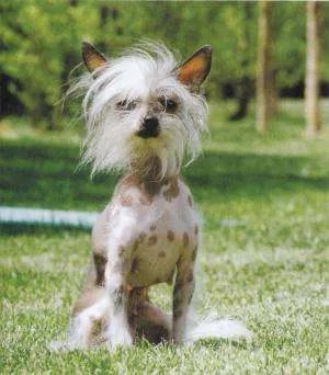 中国十大名犬都是什么？