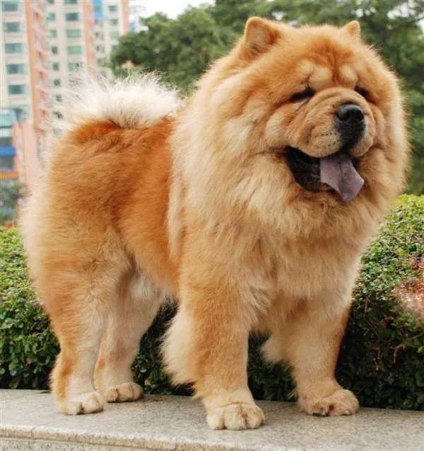 中国十大名犬都是什么？