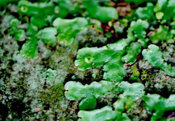 袁枚的诗《苔》诗意是什么？