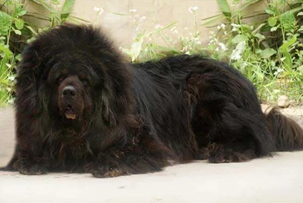 中国十大名犬都是什么？