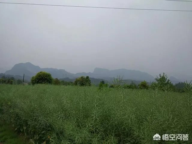 都江堰青城山周边一日游，该怎么安排？