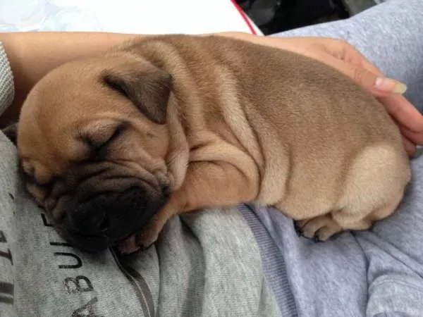 中国十大名犬都是什么？