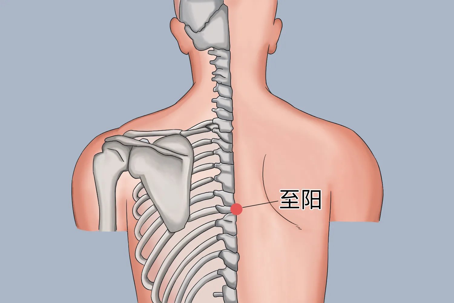 至阳的准确位置图和作用功效