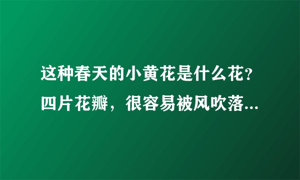 这种春天的小黄花是什么花？四片花瓣，很容易被风吹落，花落后长种子，叶子像蒲公英，中央长出几根长花柄