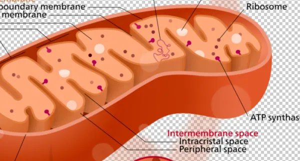 线粒体基因组有什么特点？