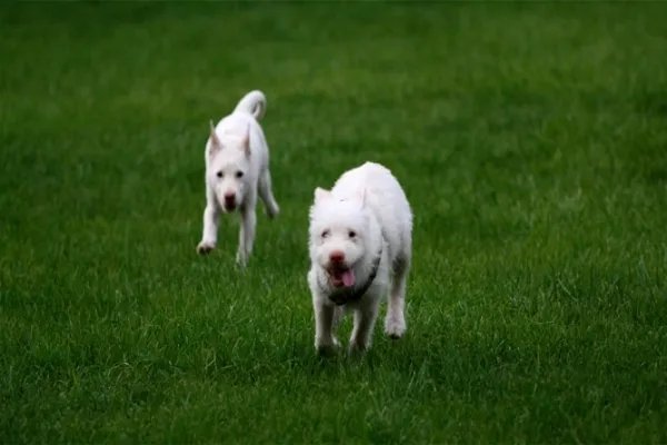 中国十大名犬都是什么？