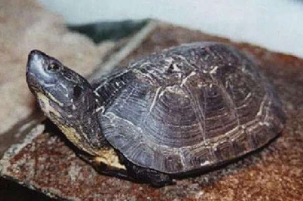 中国十大名贵乌龟 金钱龟上榜，第一被誉为“千年神龟”