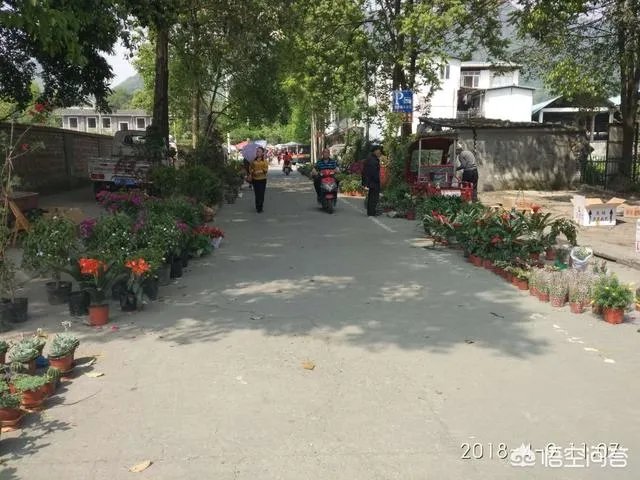 都江堰青城山周边一日游，该怎么安排？