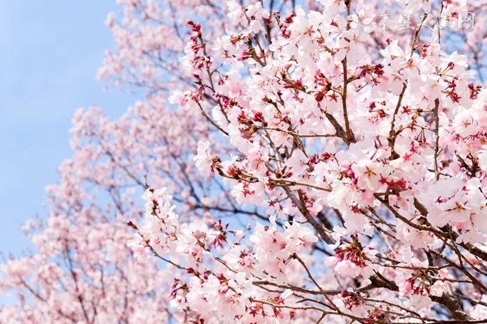 1969年属鸡2021年幸运色是什么