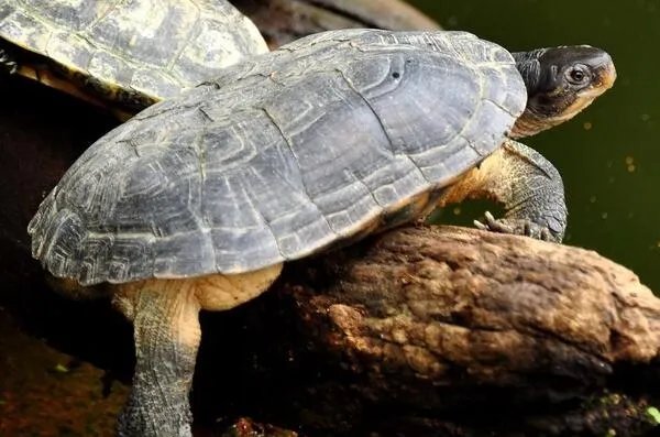 中国十大名贵乌龟 金钱龟上榜，第一被誉为“千年神龟”