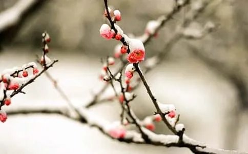 梅花的诗句古诗