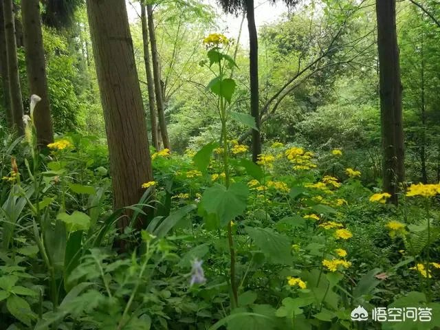 都江堰青城山周边一日游，该怎么安排？