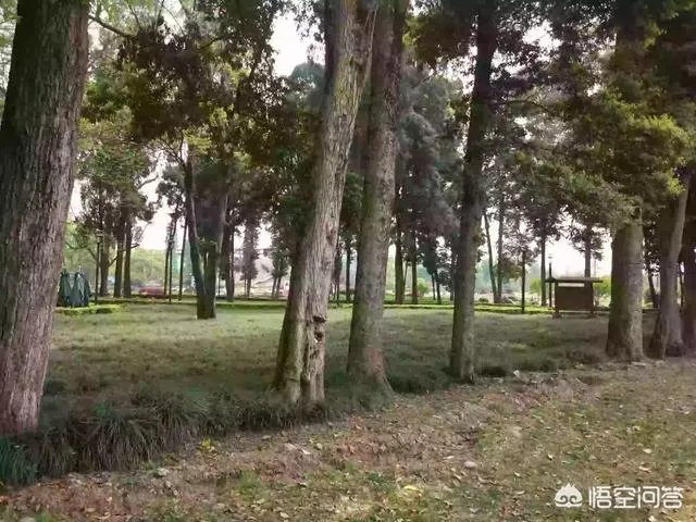 都江堰青城山周边一日游，该怎么安排？