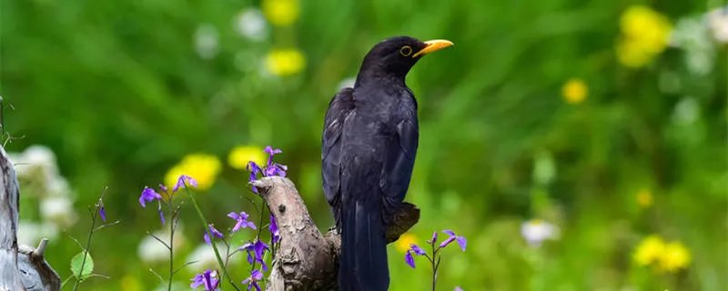 乌鸦为什么被称为鸟中诸葛 乌鸦被称为鸟中诸葛原因