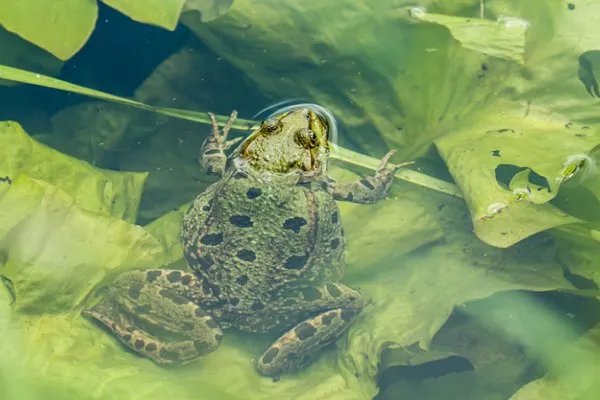 上有青冥之长天,打一动物